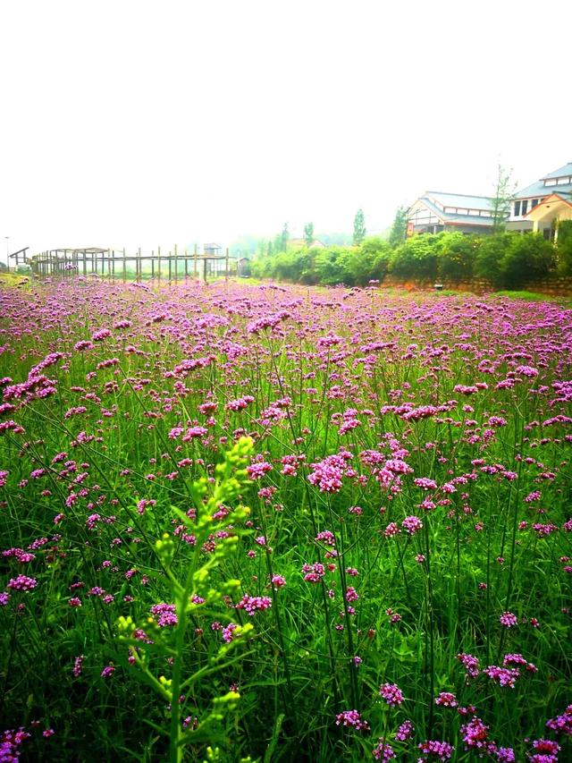 花海迎來顏值巔峰株洲市響水百花園六一開園啦