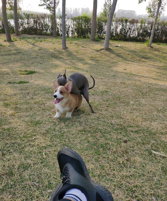 柯基在公园遇到一只小鹿犬,它对柯基"一见钟情"!