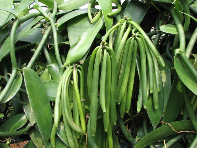 香兰素,又称香草醛,香兰醛,主要存在于天然植物香荚兰中.