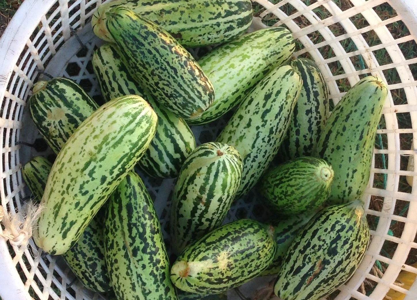 原创它长得酷似西葫芦用来腌渍甜酱菜是一绝如今已少有人种植