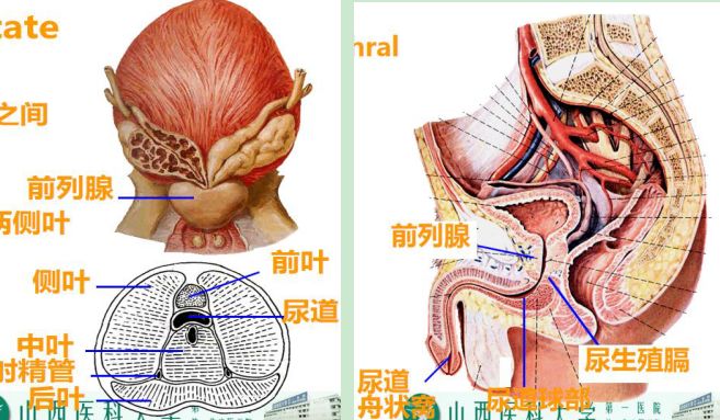 前列腺与尿道的结构图图片