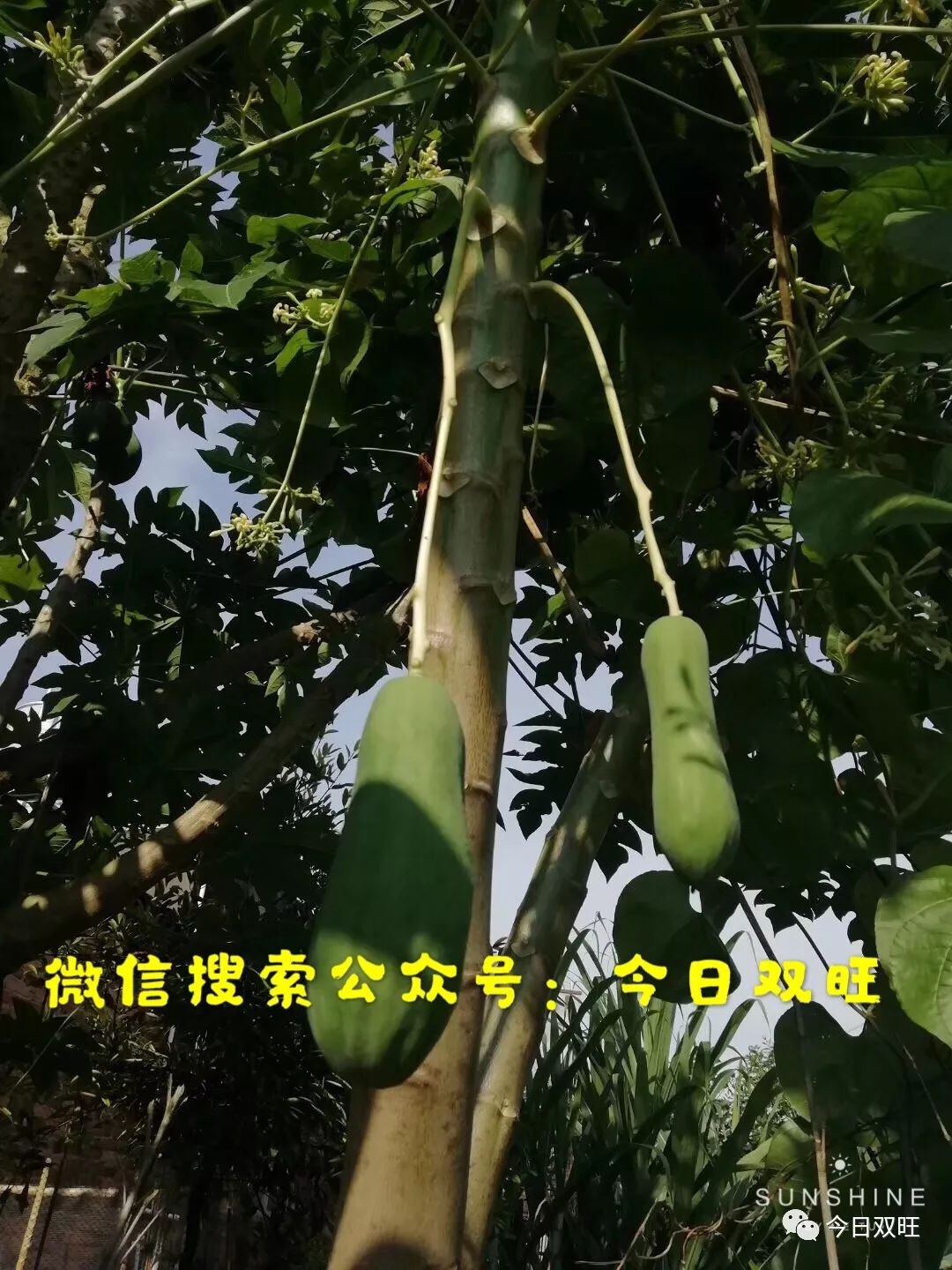 木瓜树公母图片