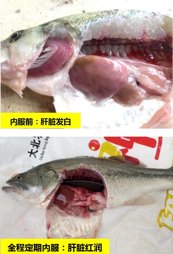 内服效果展示6月鲈鱼摄食量增加的同时,鲈鱼肝脏负荷也同步加大,同时
