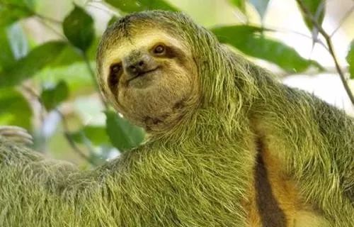 世界上最"懒"的动物,懒到身上长出了植物,可以一个月不吃不喝