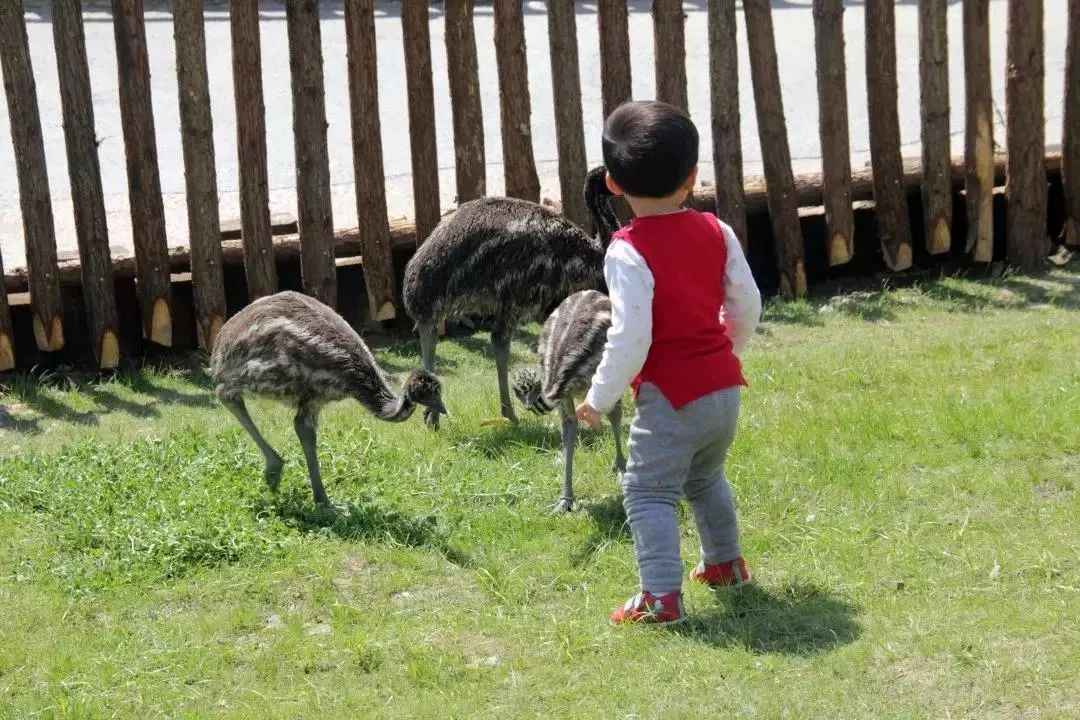 129元特惠親子票限時搶南通森林野生動物園邀您過六一