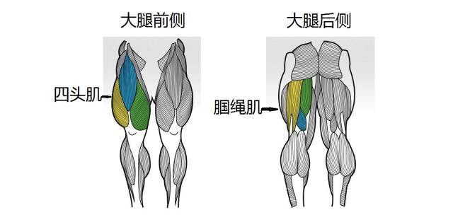 腘绳肌图解图片