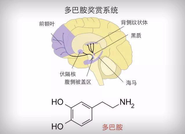 烟碱样受体图片