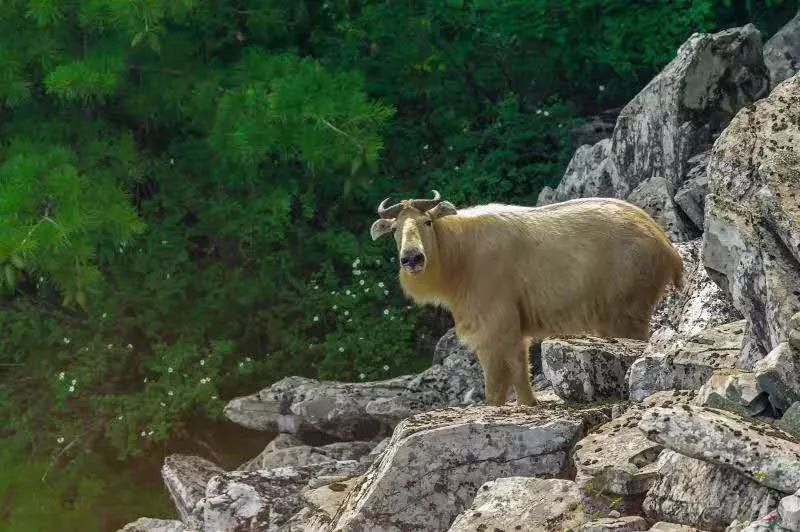 秦岭羚牛竟跑到安康农户地里吃起了烤烟有这嗜好959稀奇