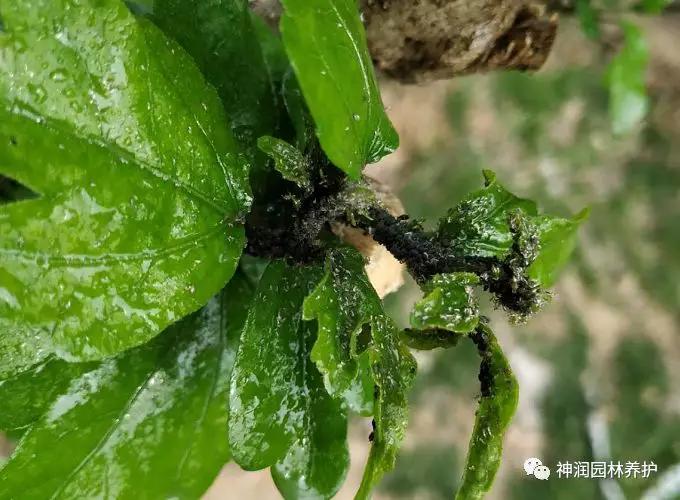 产品实地推广|蚜虫的防治方案_危害