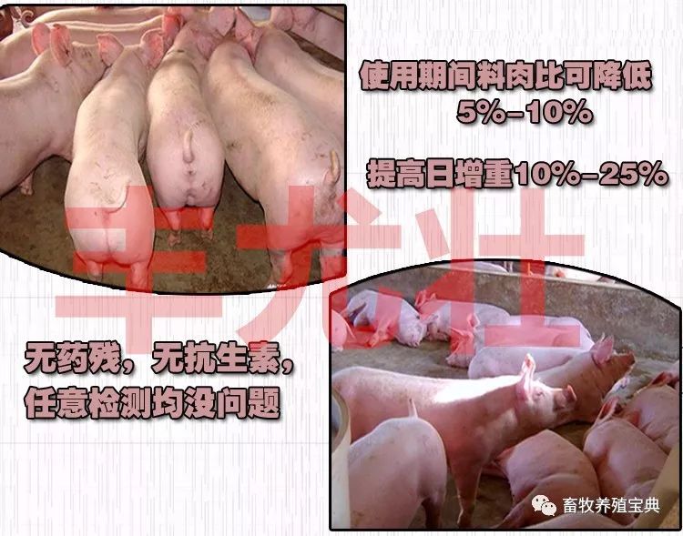 养猪催肥秘方怎么给猪催肥猪怎么喂长的快