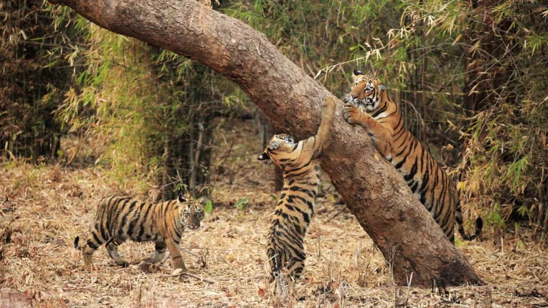 探访鸟兽虫木用自然教育推动生态保育
