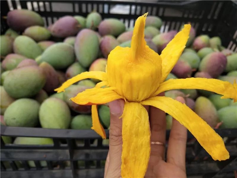 迷你的无核芒果比普通的甜68度产量仅为10