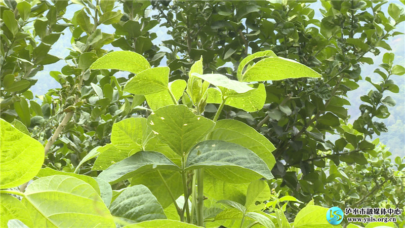 脱贫攻坚脱贫故事周建华三亩菜地种出好日子