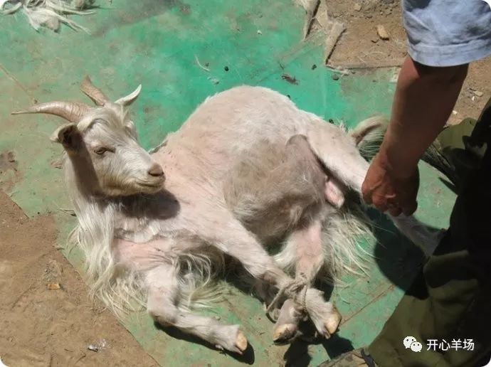 羊只常见创伤病等外伤如何治疗?