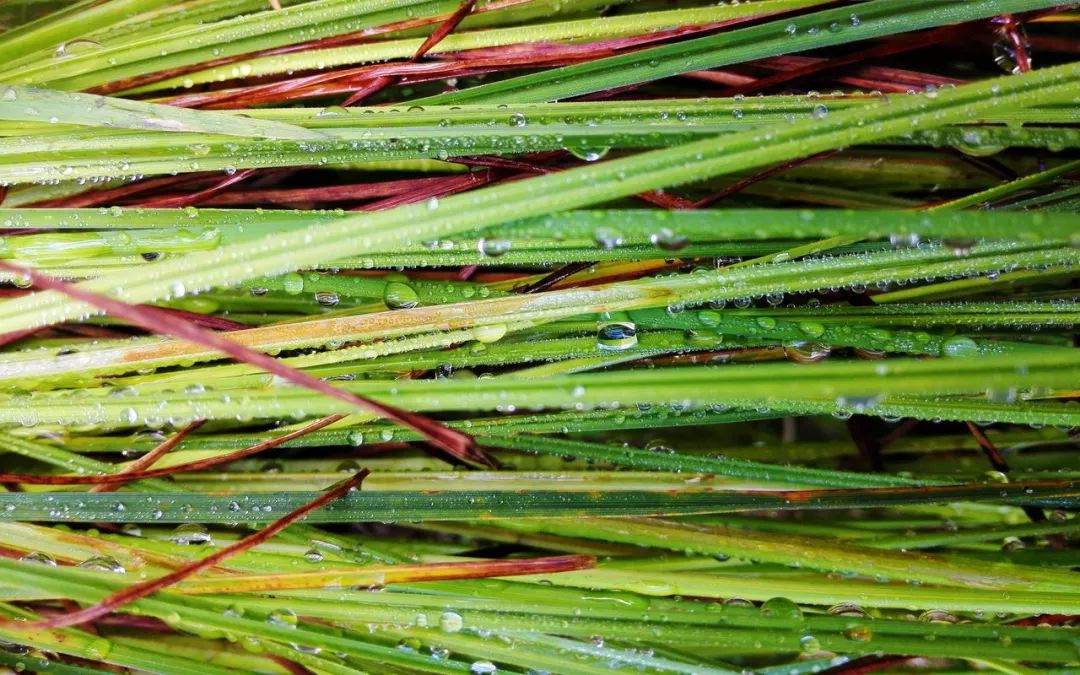 小满二候靡草死从自然的一草一木中感悟生命的珍重
