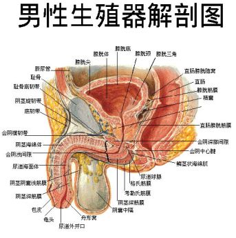 男性直肠膀胱陷凹图片