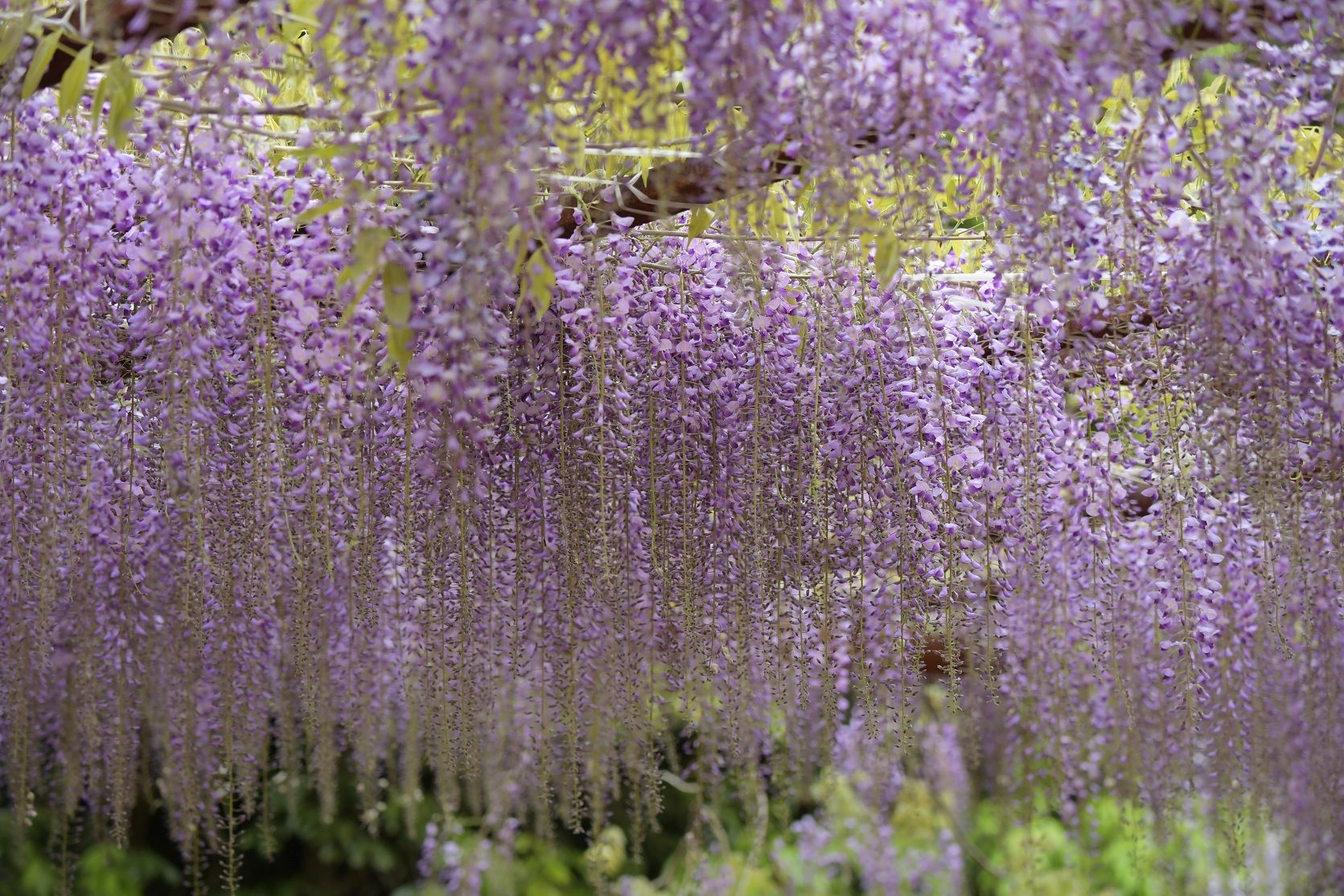 上海家藤園藝有限公司長穗紫藤花培養基地