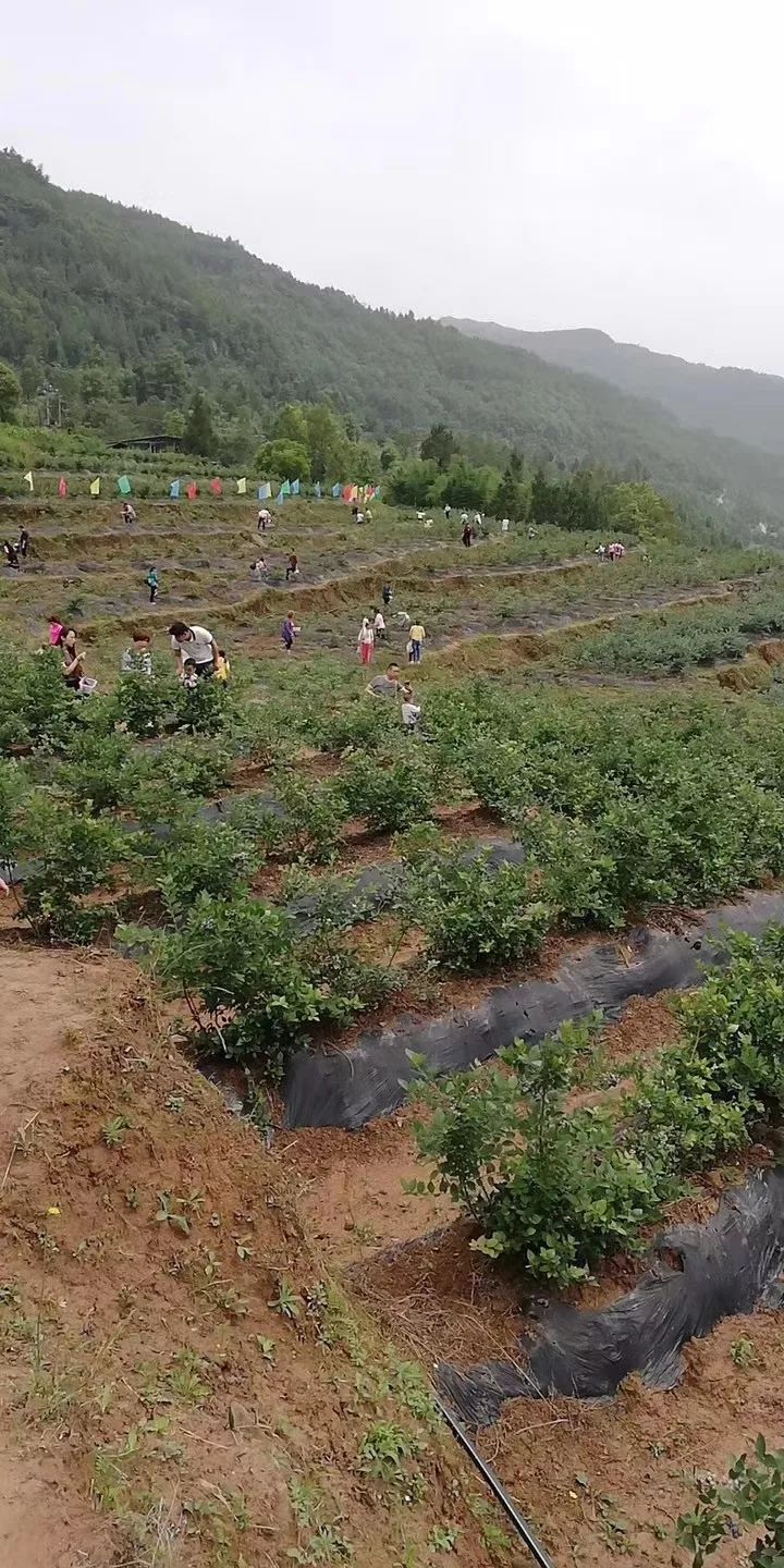 周末两天怎么耍不如去通江这里摘蓝莓吧