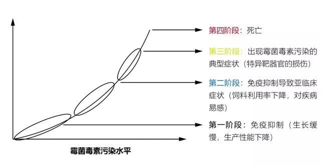 霉菌毒素对动物机体的致病模式 霉菌毒素对猪和牛的危害 常见