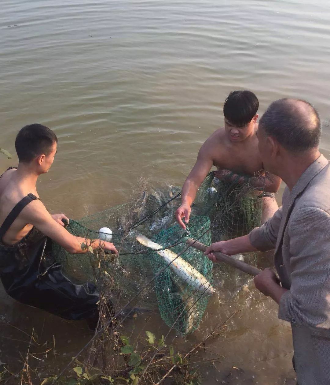 端午抓鱼大狂欢,耒阳大和鱼免费送!送!送!_草鱼