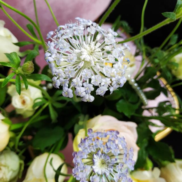 可演绎出女性般的温柔气氛的花蕾丝花翠珠花