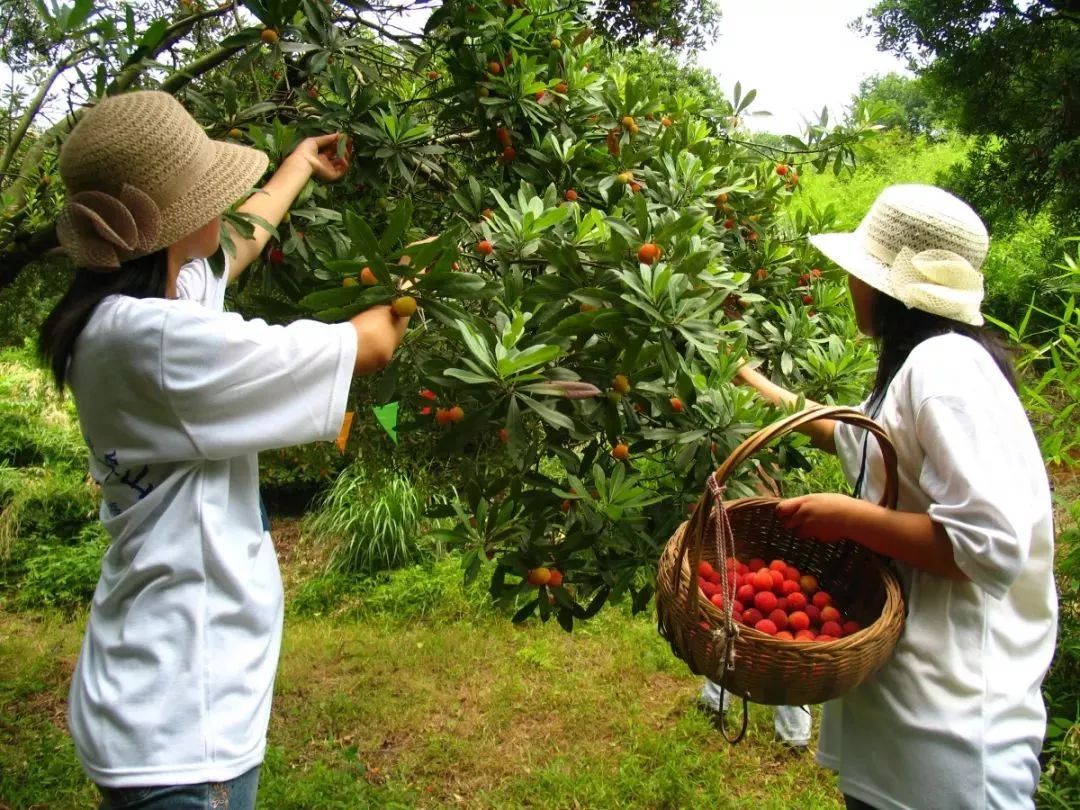 仙居杨梅采摘正当时六一用一波甜蜜开启您们的梅好时光