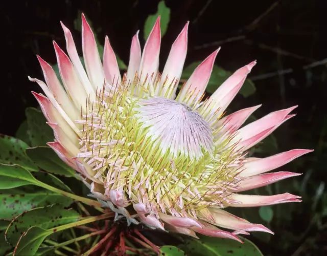 南非共和国的国花帝王花