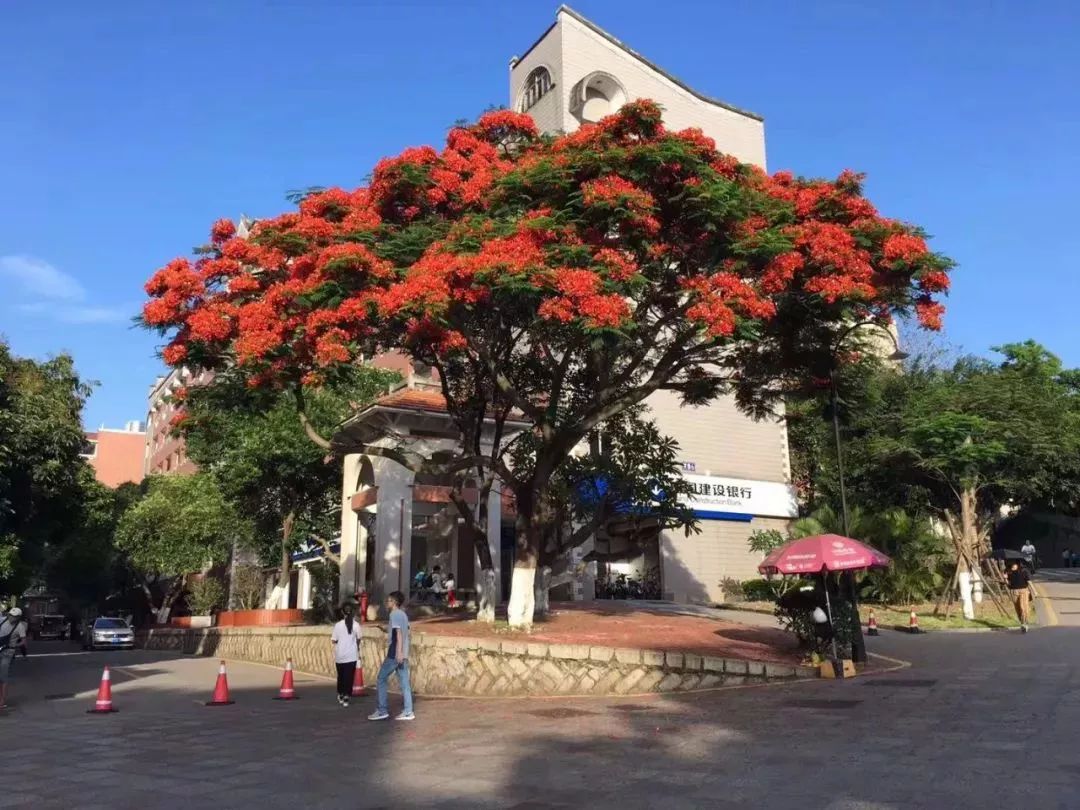 厦门大学凤凰花热烈奔放红似火