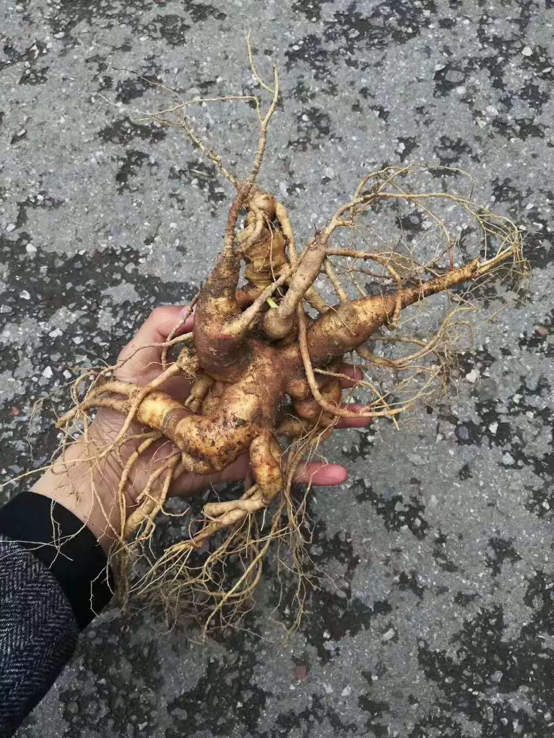 厉害了我的新农人宝山大哥的东北三宝创业记