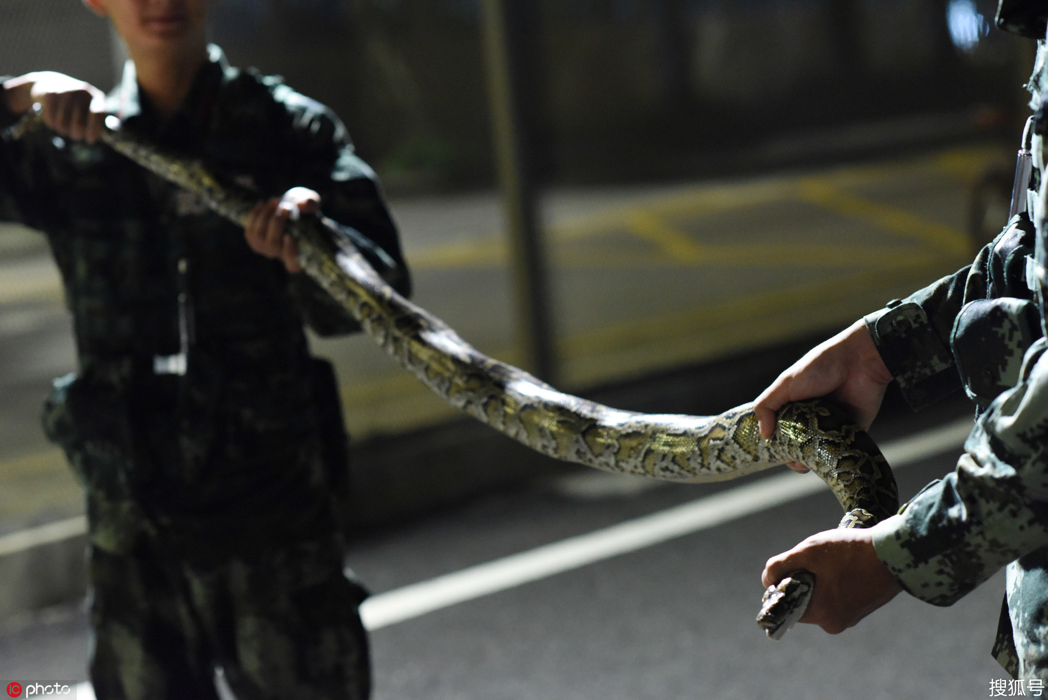 蛇也偷渡！2米蟒蛇穿铁网爬向深圳被武警‘遣返’-搜狐大视野-搜狐新闻