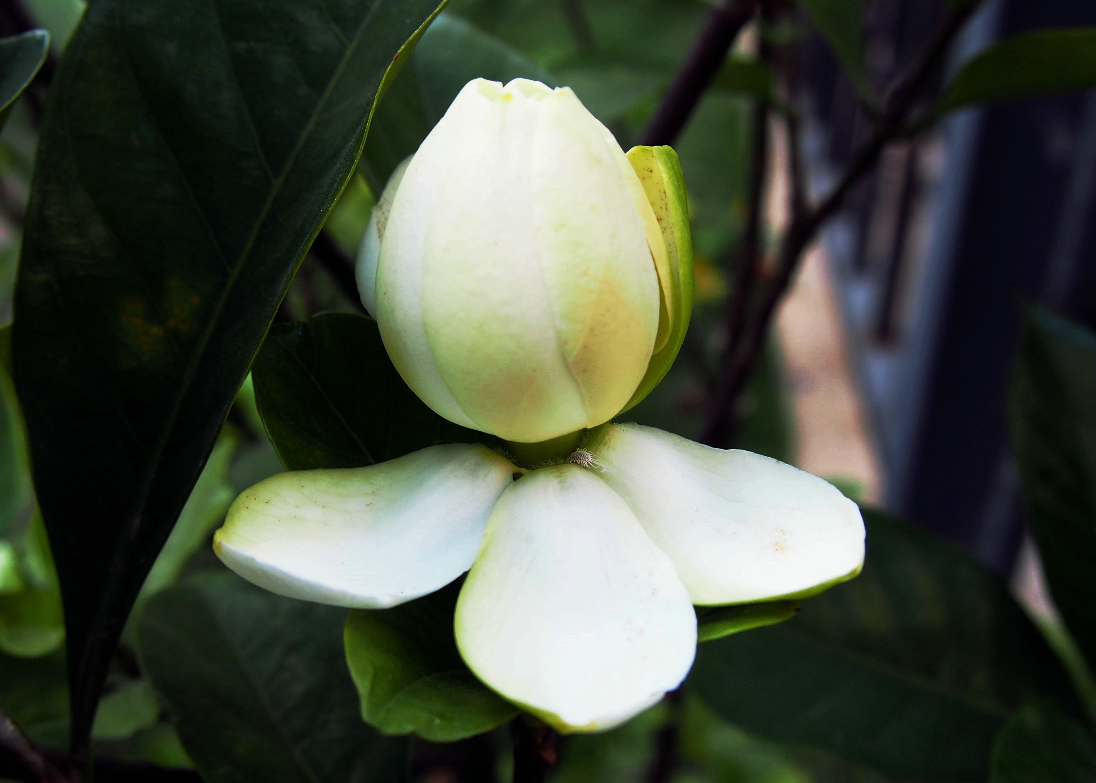 黄栀子花(黄栀子花的花语)