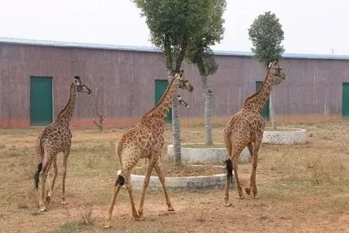 夢想起航童心飛揚6月1日已成團平南雄森動物大世界俄羅斯大馬戲西江