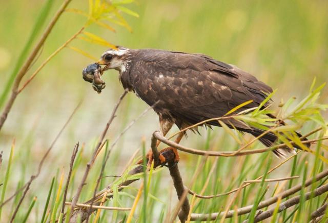 这种老鹰身为一种猛禽居然只吃蜗牛而且这蜗牛还大有来头