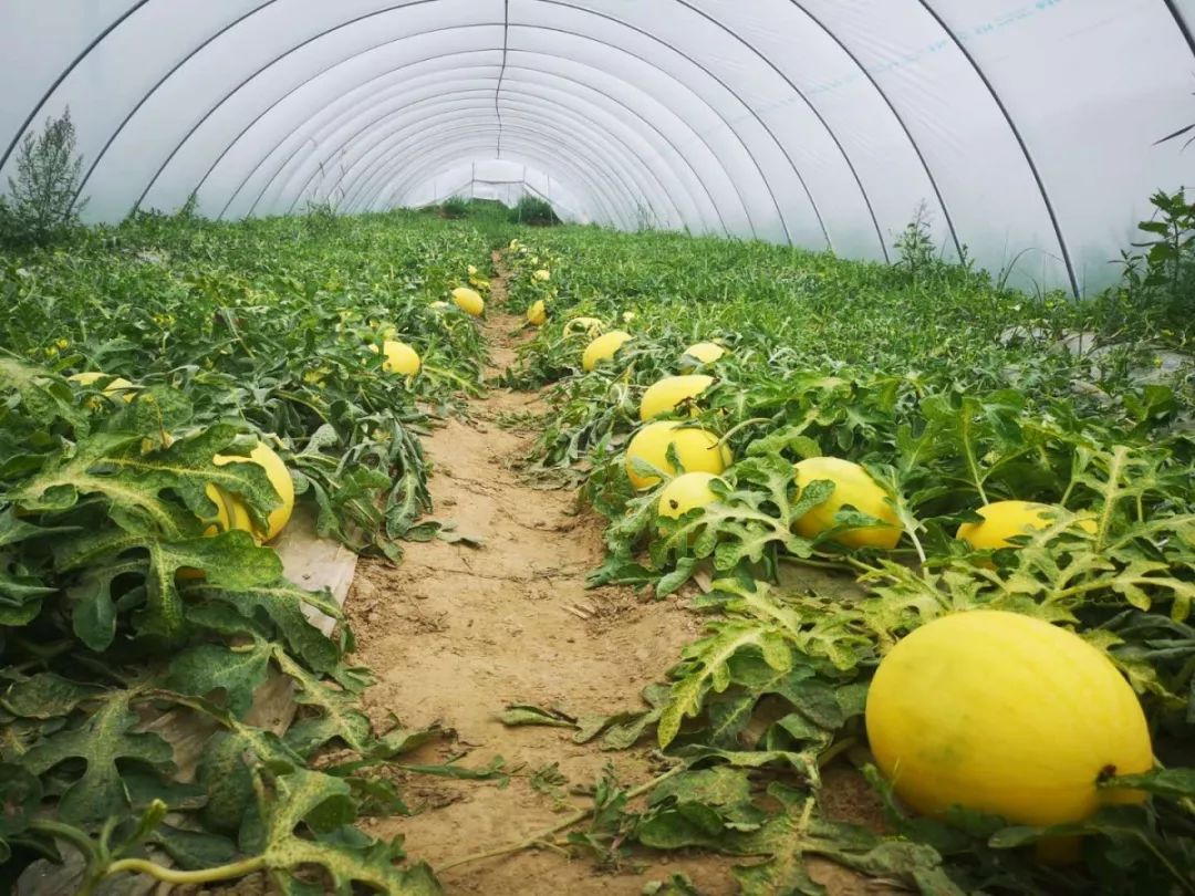 【新品】上海农场自种西瓜新鲜上市,邀您一起尝鲜～～_种植