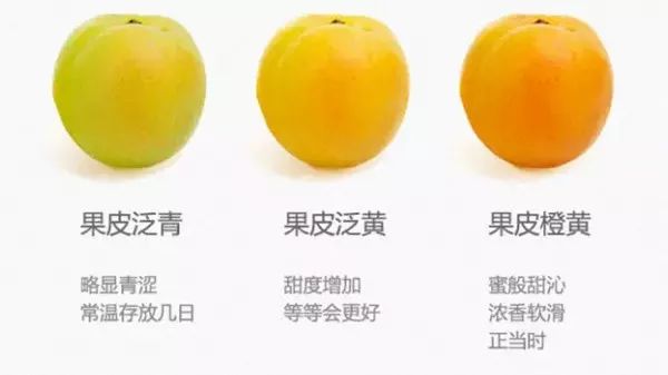 新疆小白杏错过再等一年