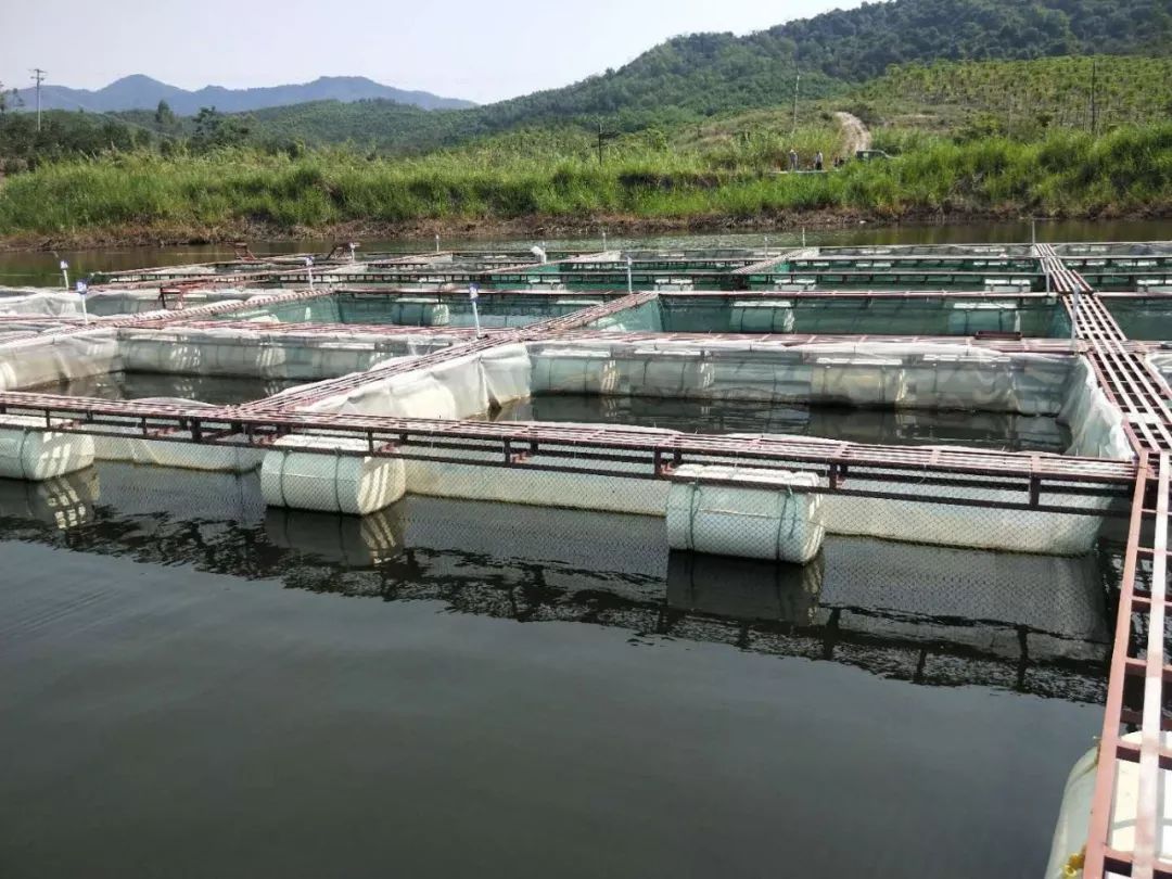 中正水产深入天安乡进行科技扶贫._养殖