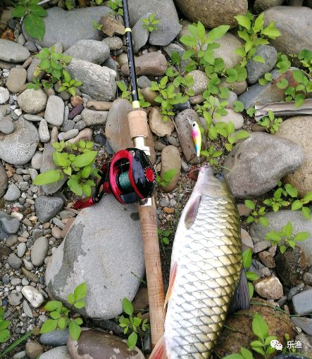 破军之路路亚军鱼