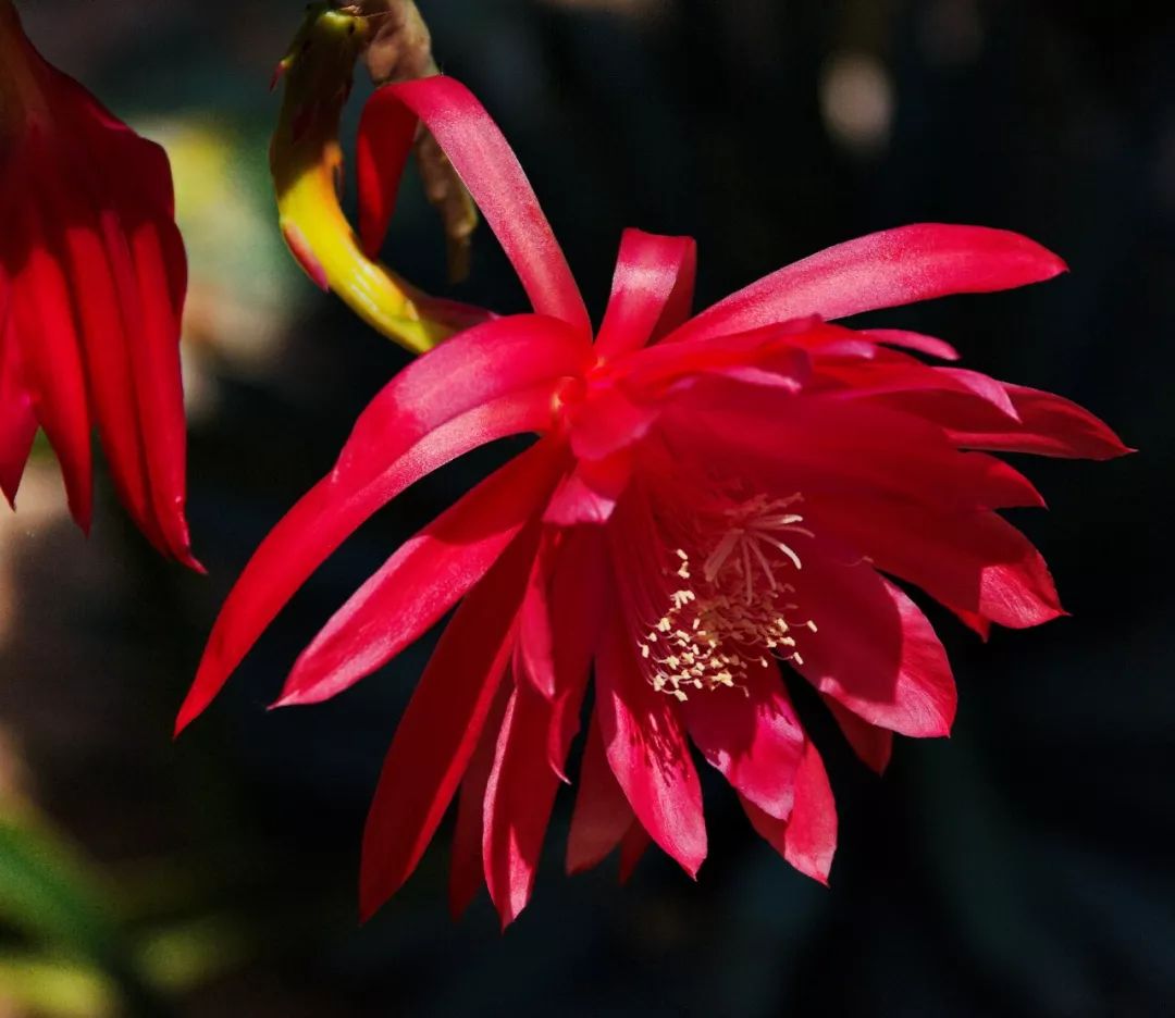 花的多样性:万紫千红为了啥?_植物