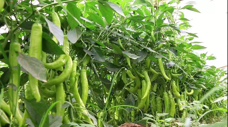 披红挂彩当状元,河南农户种出"金"辣椒_种植