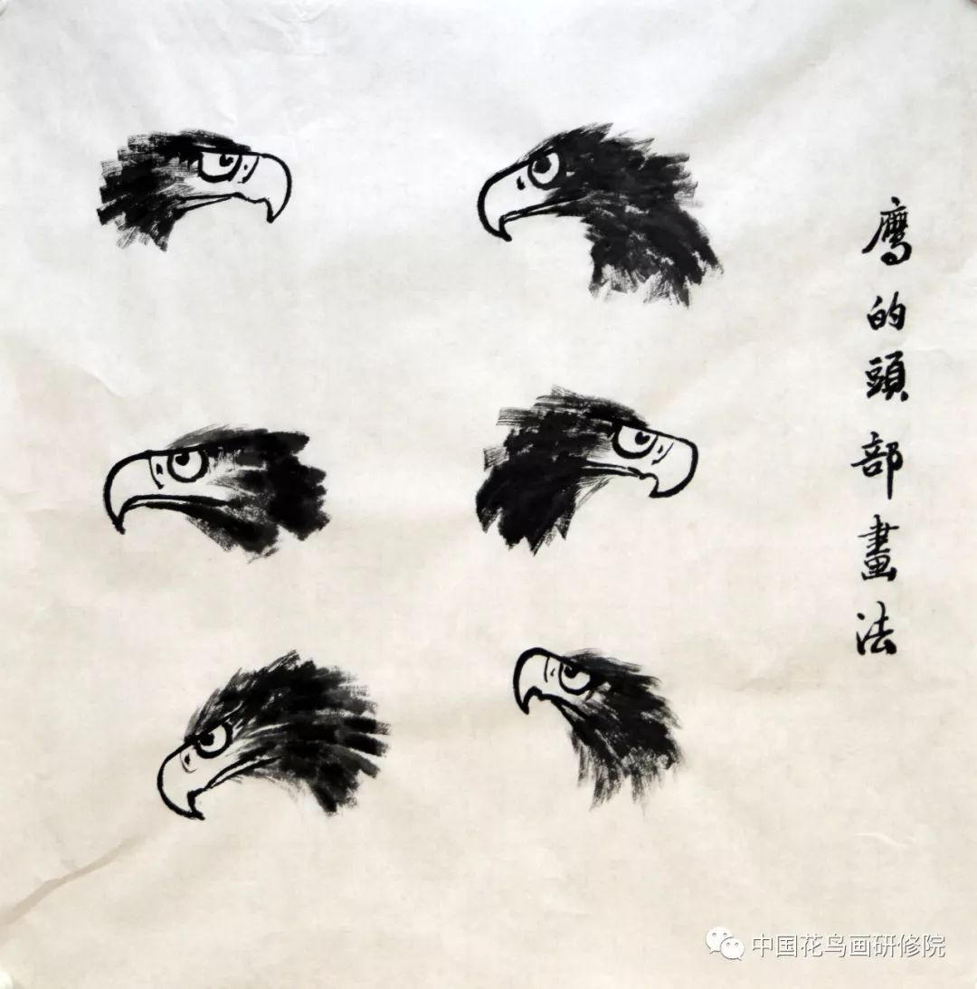 跟杨立祖老师学画鹰