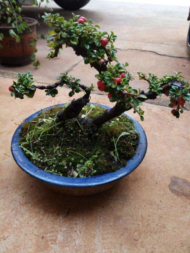 花叶美感各不同,相结合却是别样美,栒子盆景,真与众不同!