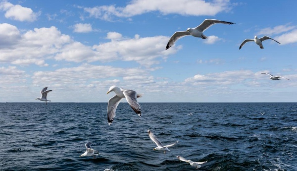 家电业今年很焦虑？奥马小鸭唐百厦门三峡等厂商称办法比困难多-家电圈官网