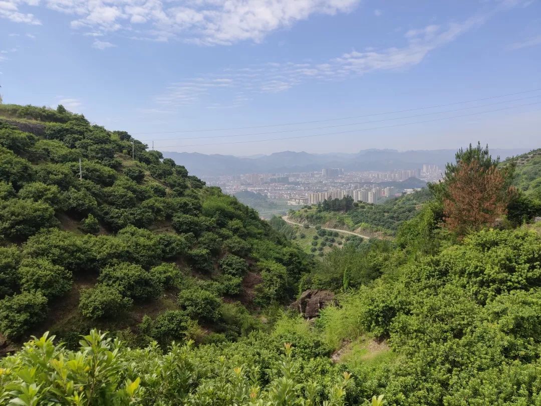 福应杨梅山上一群特殊的学徒