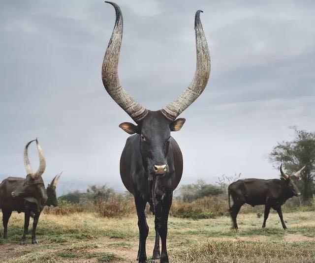 这只牛厉害了 来自非洲的大曹云牛角长达2.4米 当地人持枪保护
