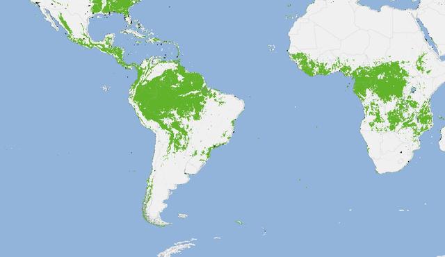 世界热带雨林分布图片