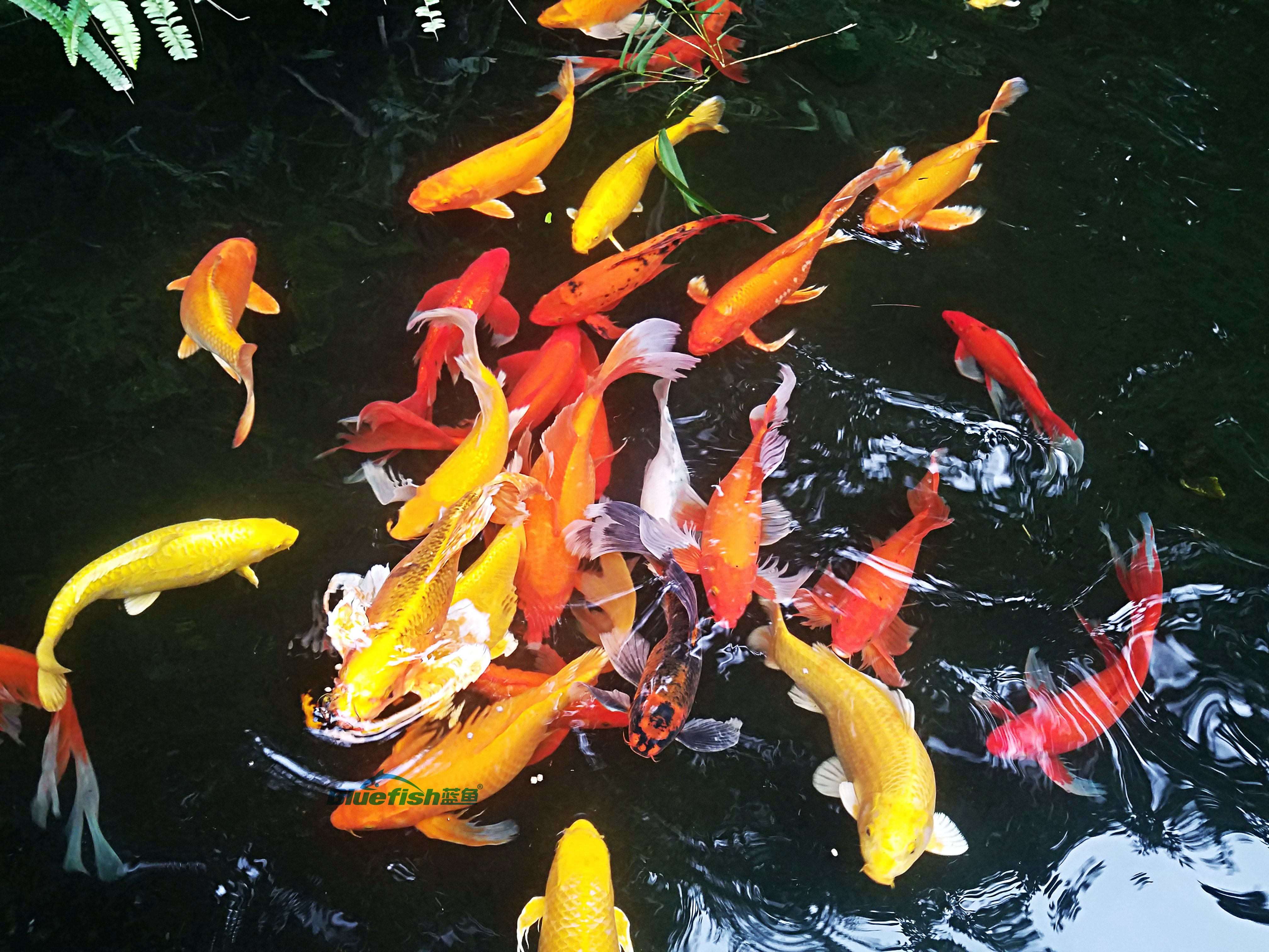 家居风水 有益家居风水的观赏鱼