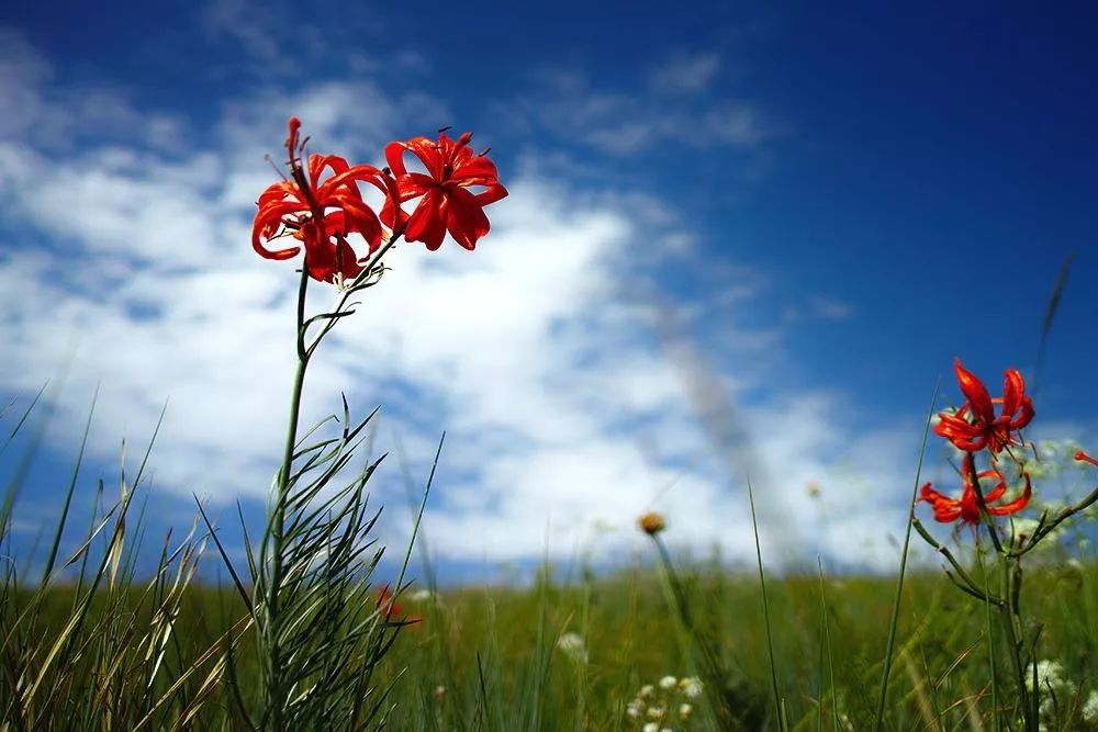 想了想,找了把铁锹,把老堡垒户的开满了蓝色党参花的土台上刨了个坑