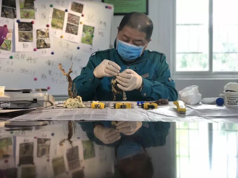 标本制作师李辉让靛冠噪鹛重获新生