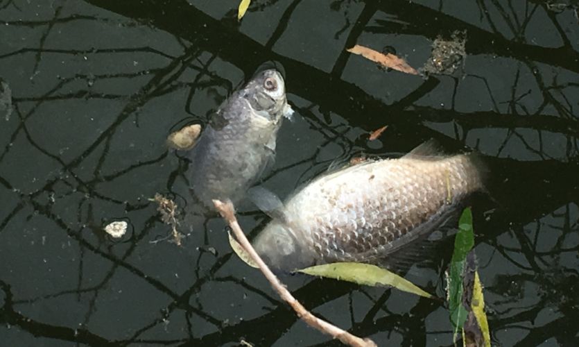 青年湖漂浮大量死鱼相关部门不存在污水排放情况