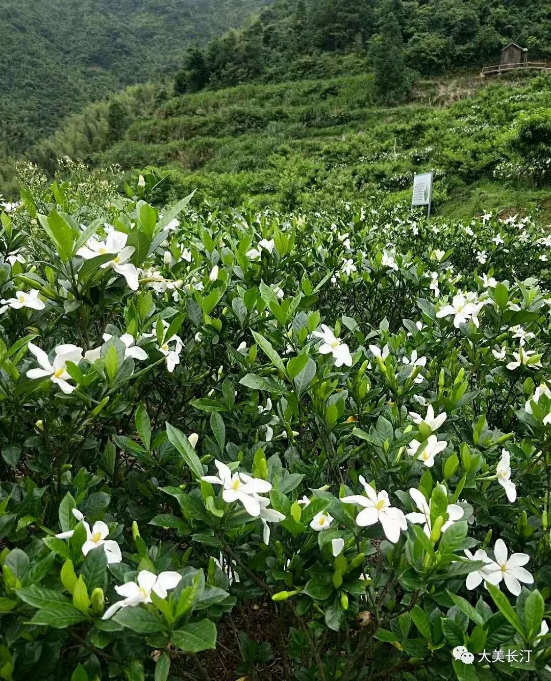 四川栀子花种植基地图片